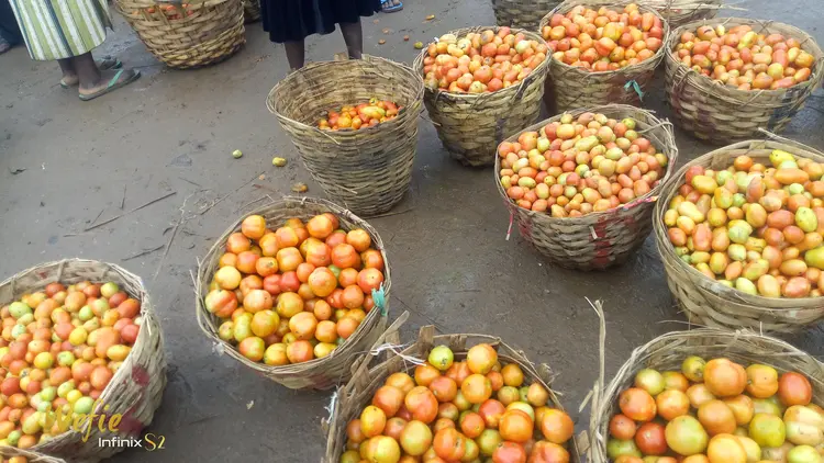 MANGU MARKET (Lutuk) Tomato Market
