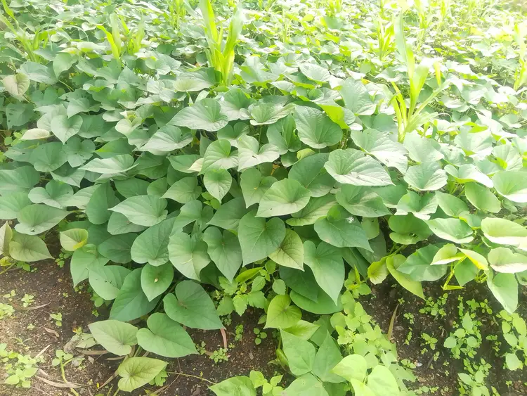 Sweet Potatoes Plant