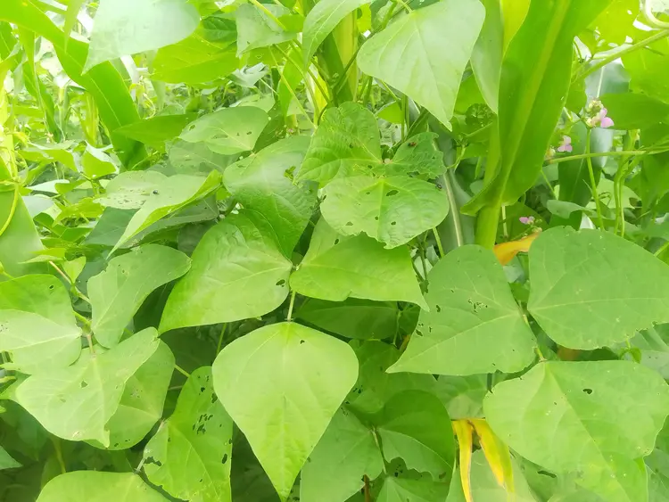 Local Beans Plant